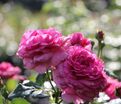 Роза Kaffe Fassett Rose (Каффи Фассетт Роуз) — фото 2