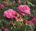 Роза Kaffe Fassett Rose (Каффи Фассетт Роуз) — фото 4