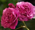 Роза Kaffe Fassett Rose (Каффи Фассетт Роуз) — фото 5