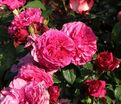 Роза Kaffe Fassett Rose (Каффи Фассетт Роуз) — фото 6