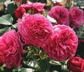Роза Kaffe Fassett Rose (Каффи Фассетт Роуз) — фото 7