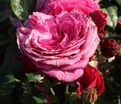 Роза Kaffe Fassett Rose (Каффи Фассетт Роуз) — фото 8