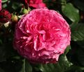 Роза Kaffe Fassett Rose (Каффи Фассетт Роуз) — фото 9