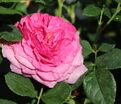 Роза Kaffe Fassett Rose (Каффи Фассетт Роуз) — фото 10