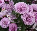 Роза Lavender Ice (Лавендер Айс) — фото 3