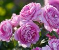 Роза Lilac Topaz (Лилак Топаз) — фото 2