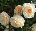 Роза Marie Antoinette (Мария Антуанетта) — фото 2
