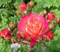 Роза Midsummer (Мидсаммер) — фото 3