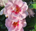 Роза Orienta Magnolia (Ориента Магнолия) — фото 4