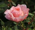 Роза Peach Clementine (Пич Клементин) — фото 2