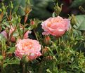 Роза Peach Clementine (Пич Клементин) — фото 3