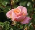 Роза Peach Clementine (Пич Клементин) — фото 4