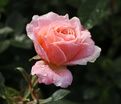 Роза Peach Clementine (Пич Клементин) — фото 5