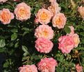 Роза Peach Clementine (Пич Клементин) — фото 6