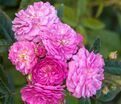 Роза Perennial Rosali (Перенниал Розали) — фото 3