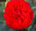 Роза Rose von Oldenburg (Розе фон Ольденбург) — фото 3