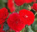 Роза Rose von Oldenburg (Розе фон Ольденбург) — фото 4