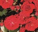 Роза Rose von Oldenburg (Розе фон Ольденбург) — фото 5