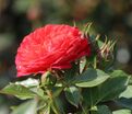 Роза Starlet Rose Carmen (Старлет Роуз Кармен) — фото 3