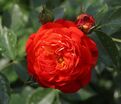 Роза Starlet Rose Carmen (Старлет Роуз Кармен) — фото 4