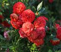 Роза Starlet Rose Carmen (Старлет Роуз Кармен) — фото 5