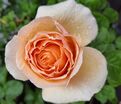 Роза Tropicana (Тропикана) — фото 2