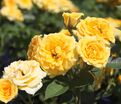 Роза Yellow Clementine (Йеллоу Клементин) — фото 2