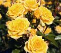 Роза Yellow Clementine (Йеллоу Клементин) — фото 3