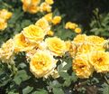Роза Yellow Clementine (Йеллоу Клементин) — фото 4