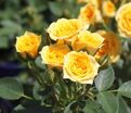 Роза Yellow Clementine (Йеллоу Клементин) — фото 5