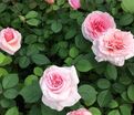 Роза Carminia (Карминиа) — фото 2