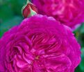 Роза Eufemia (Юфемия) — фото 2