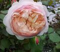 Роза Peter Paul Rubens (Питер Пауль Рубенс) — фото 3