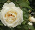 Роза Taxandria (Таксандрия) — фото 2
