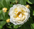 Роза Taxandria (Таксандрия) — фото 4