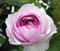 Роза Vesalius (Везалиус) — фото 3