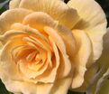 Роза Gold Charm (Голд Шарм) — фото 2