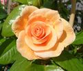 Роза Golden Glory (Голден Глори) — фото 2