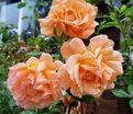 Роза Scent from Heaven (Сцэнт фром Хэйвен) — фото 4