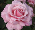 Роза Parfum de Liberte (Парфюм де Либерте) — фото 2