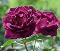 Роза Royal Celebration (Роял Селебрейшн) — фото 2