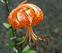 Лилия "Lancifolium" (Ланцетолистная) — фото 4