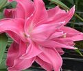Лилия "Lotus Wonder" (Лотус Уандер) — фото 3