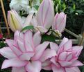 Лилия "ROSELILY Anouska" (Роузлили Аннушка) — фото 2