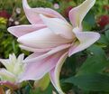 Лилия "ROSELILY Anouska" (Роузлили Аннушка) — фото 3