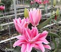Лилия "ROSELILY Natalia" (Роузлили Наталья) — фото 3