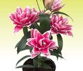 Лилия "ROSELILY Samantha" (Роузлили Саманта) — фото 2