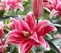Лилия "ROSELILY Tatsjana" (Роузлили Татьяна) — фото 2