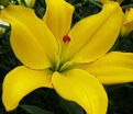 Лилия "Yellow Cocotte" (Йеллоу Кокот) — фото 2