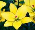 Лилия "Yellow Cocotte" (Йеллоу Кокот) — фото 3